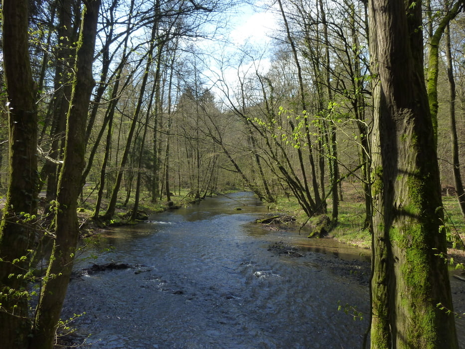 Bachwanderung durch das Eifgenbachtal ab Schöllerhof