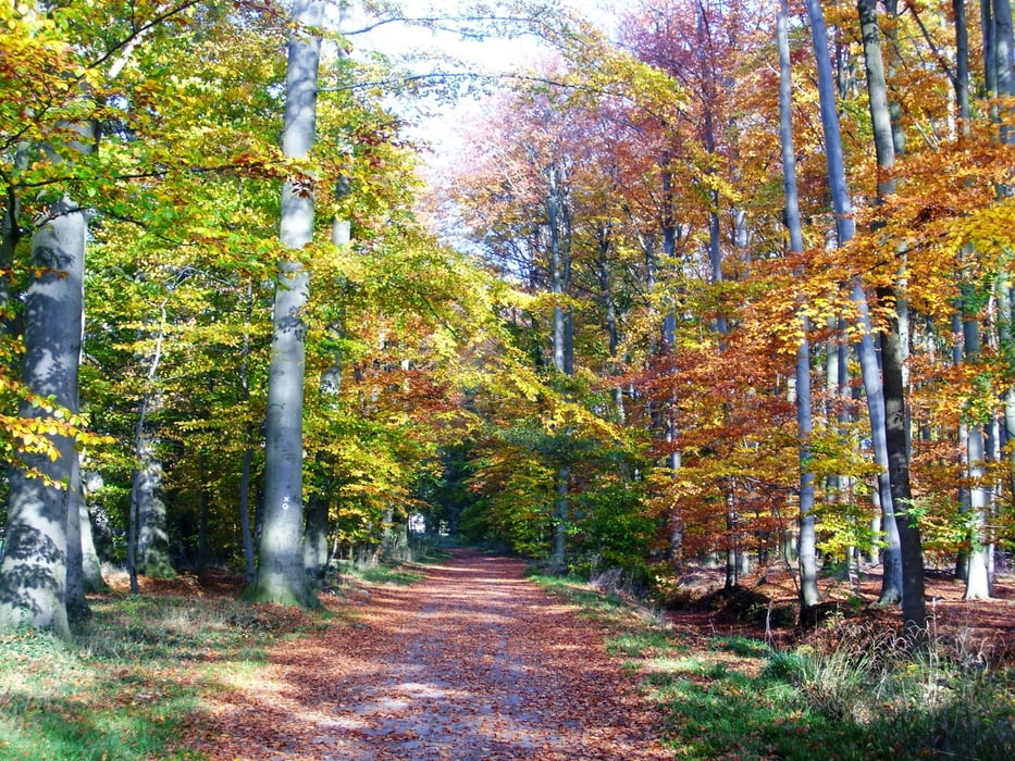 Prälatenweg: Gütersloh - Herzebrock - Clarholz