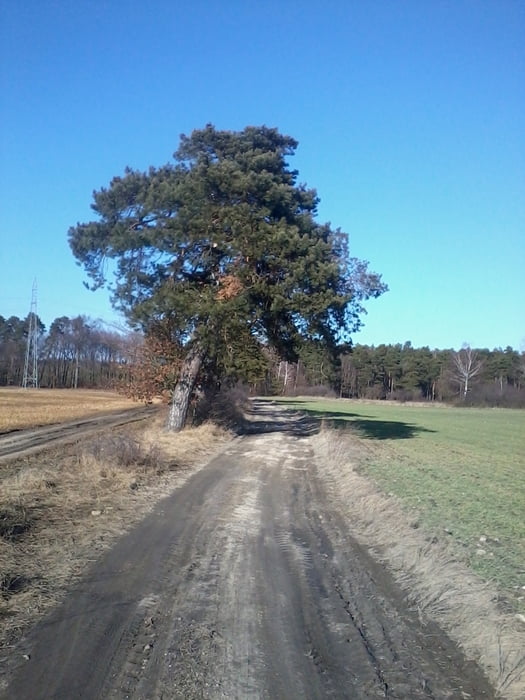 kamionek
