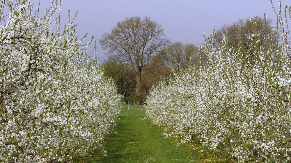 Wandern Franken: erste Kirschblüte im Kreis Forchheim, bei Oberehrenbach