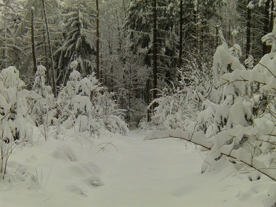 Kornebene-Schneeschuhlauf