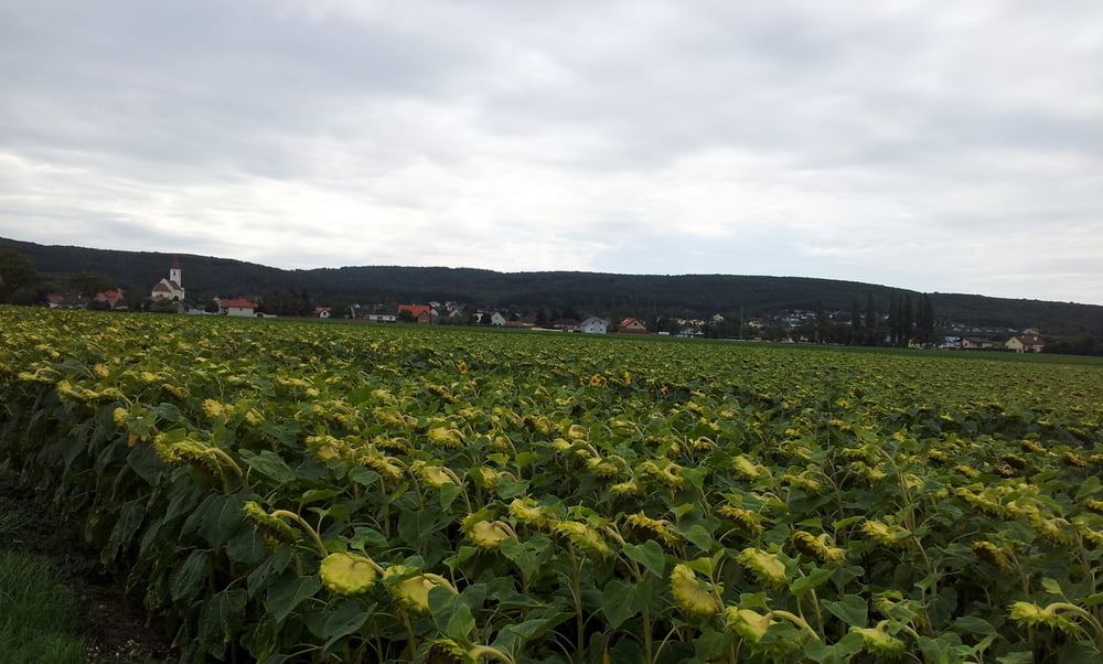 Sommerrein