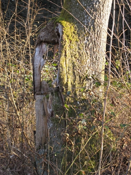 Baumfenster