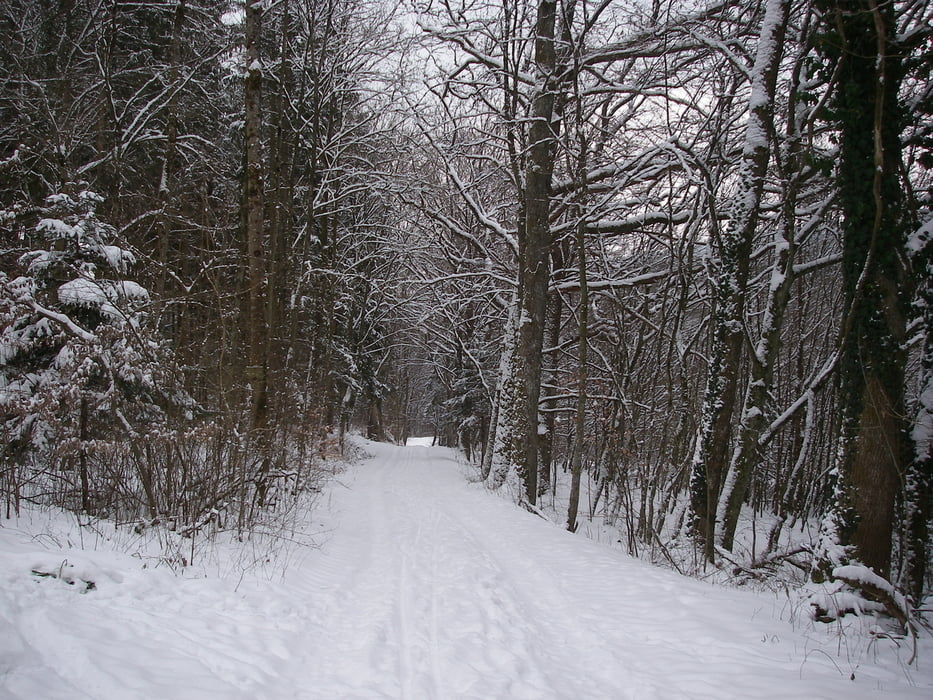 Im Schwäbischen Wald