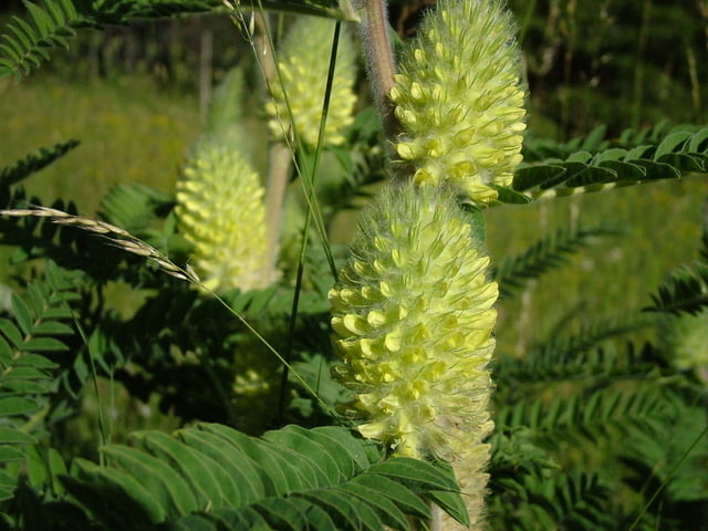 Beglika - Kavaltepe (Shiroka Polyana Dam)