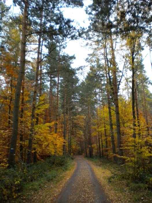 In herbstlicher Stimmung vom Wald zum Wein