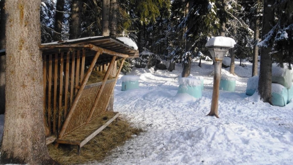 Col dal larsc