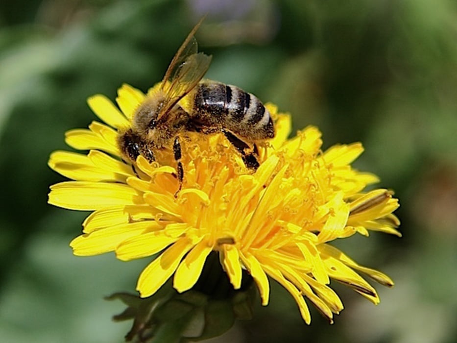 ZWalk – Bad Traunstein – Bienen Lehrpfad