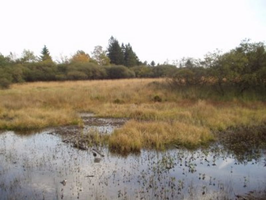 Hohes Venn - Hochmoor über Stege erleben