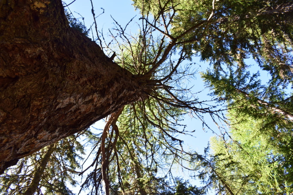 Gli alberi monumnetali del bosco di Fassa