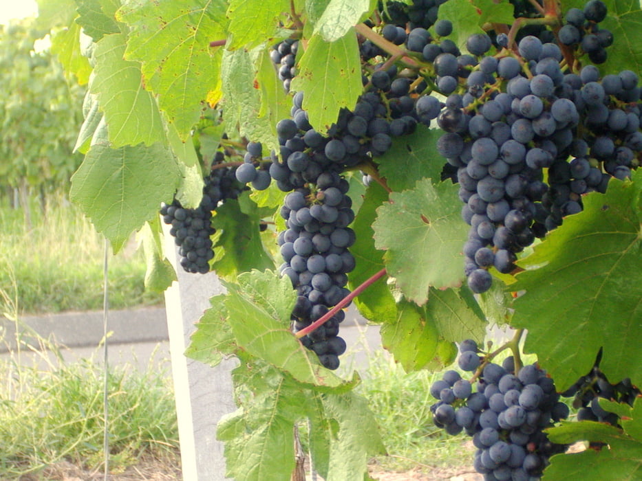Maintalschaukel - Süd-Würzburg - Ochsenfurter Gau - Weinbergsgipfel