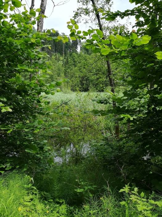 Stutterner Moor