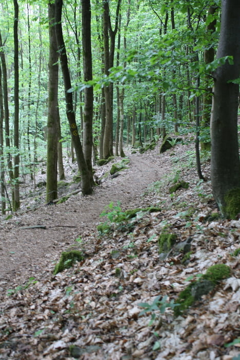 MTB Marathon Wladkatzenbach