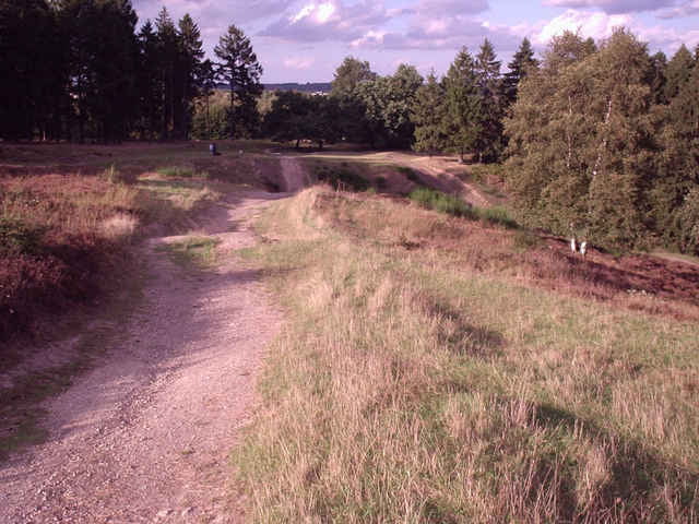 Branderwald