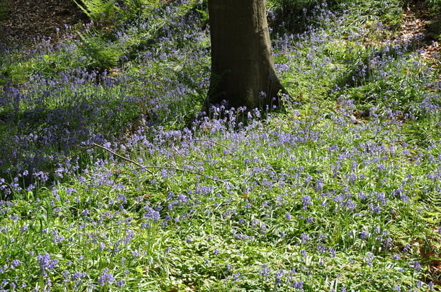 Frühlingswanderung im Hallerbos