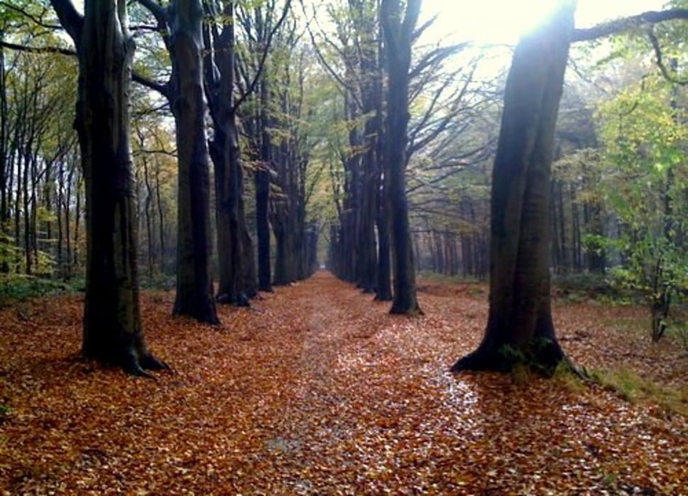 Door de bossen van Oranjewoud (19 mei 2013 aangepast)