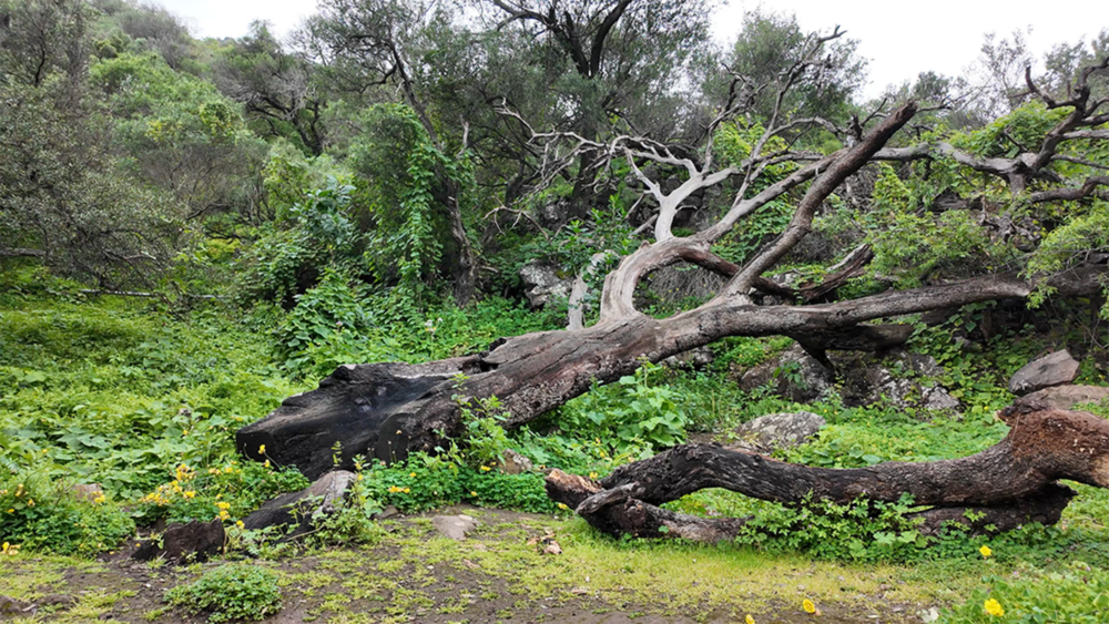 Gran Canaria: Barranco Cernicalos
