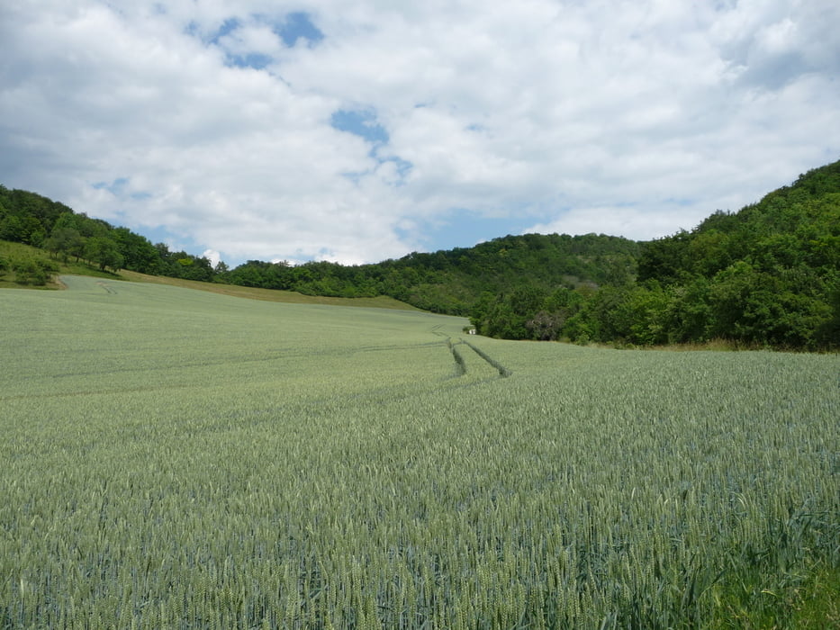 Radeln durch den Tautenburger Forst
