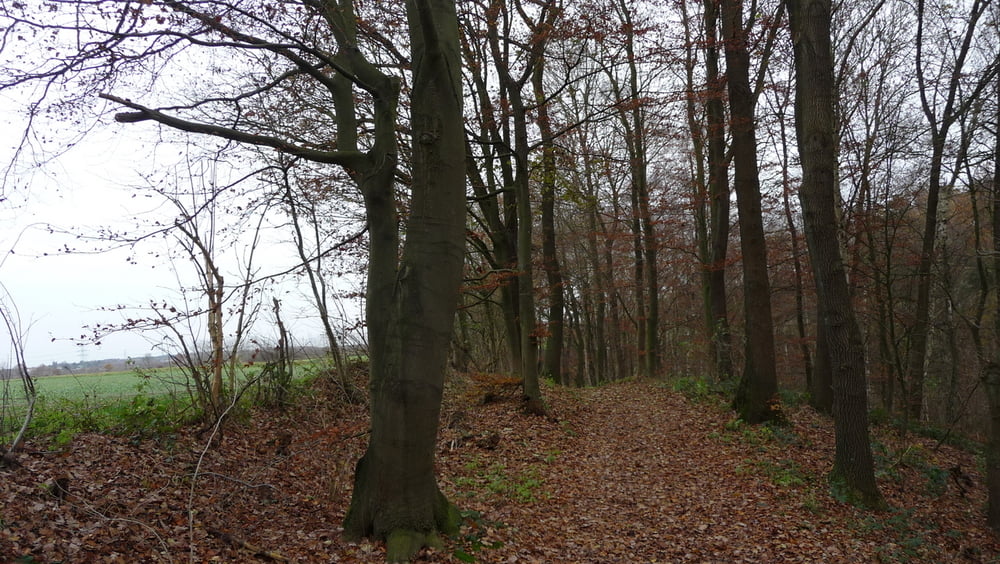 Bergedorf nach Aumühle