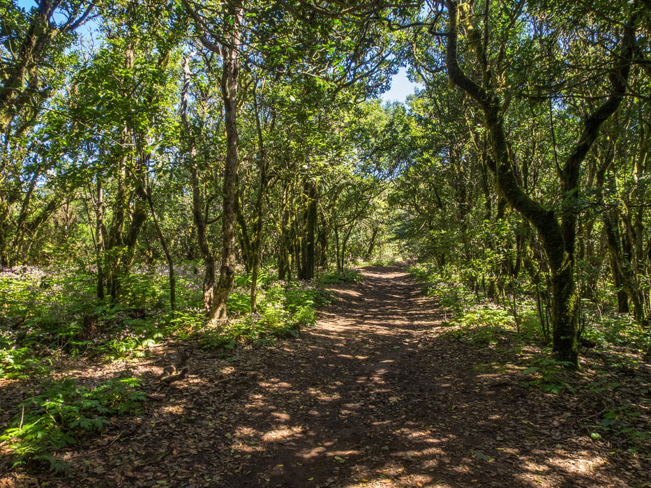 Wandern im Mercedeswald
