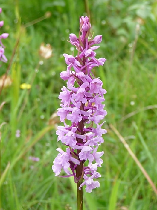 Orchideen in den Toten Tälern bei Freyburg