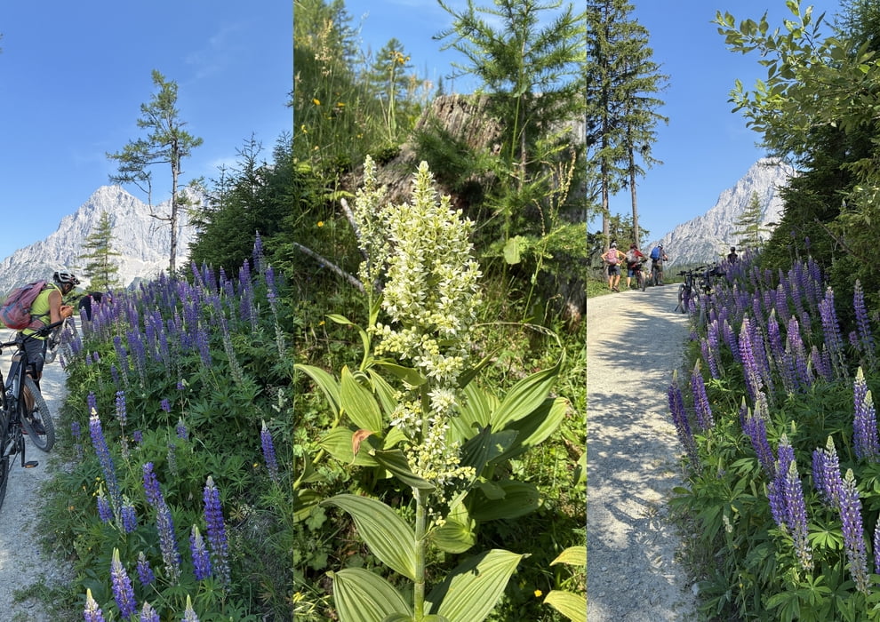 Lupinen und Germer am Wegesrand