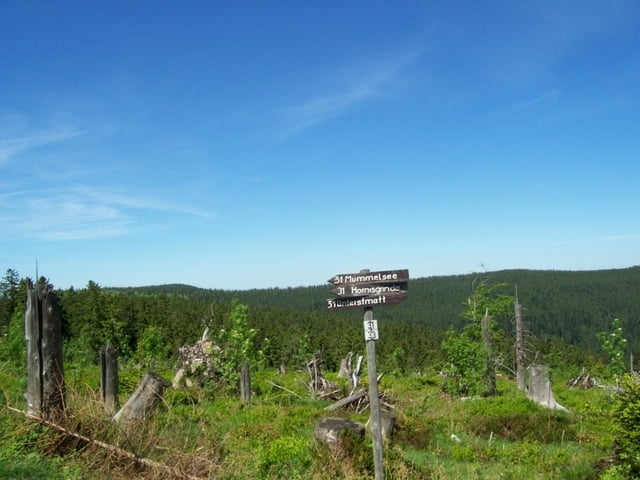 Schwarzwald Hornigsrinde