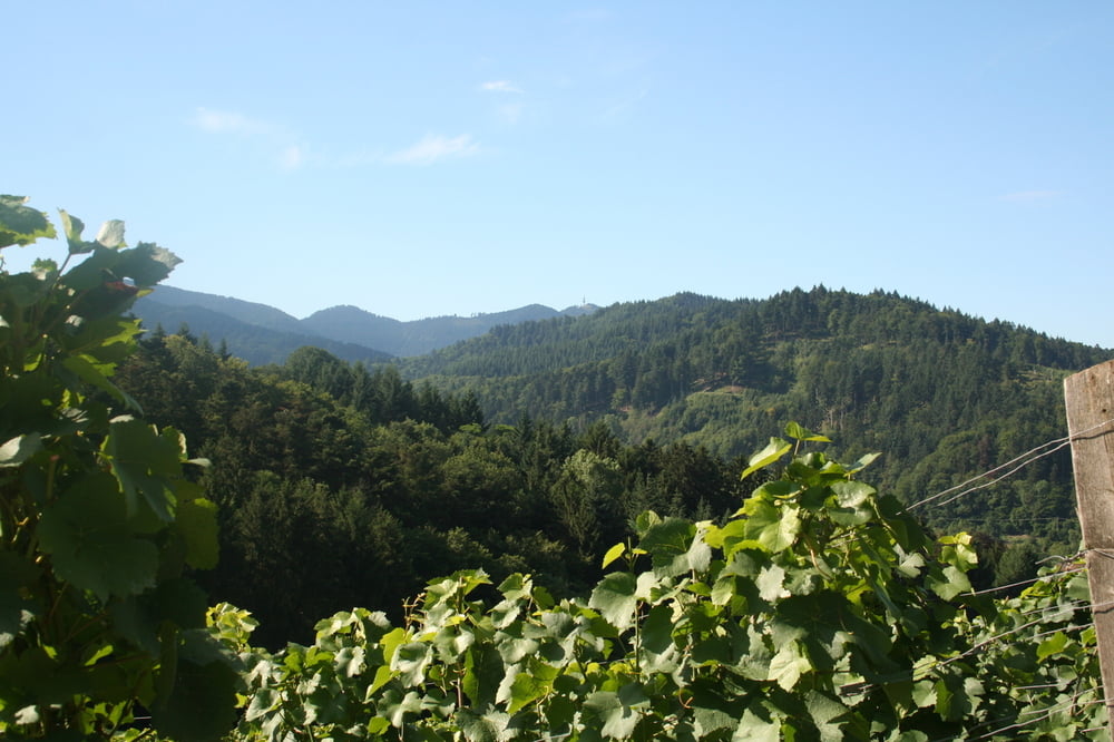 Von Sulzburg nach Staufen und zurück
