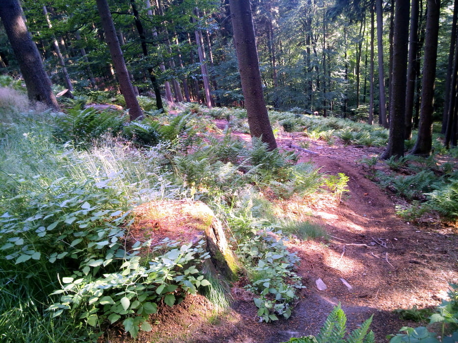 DSMTBV 3 trails Tour Ü30 Rakete Kettensäge