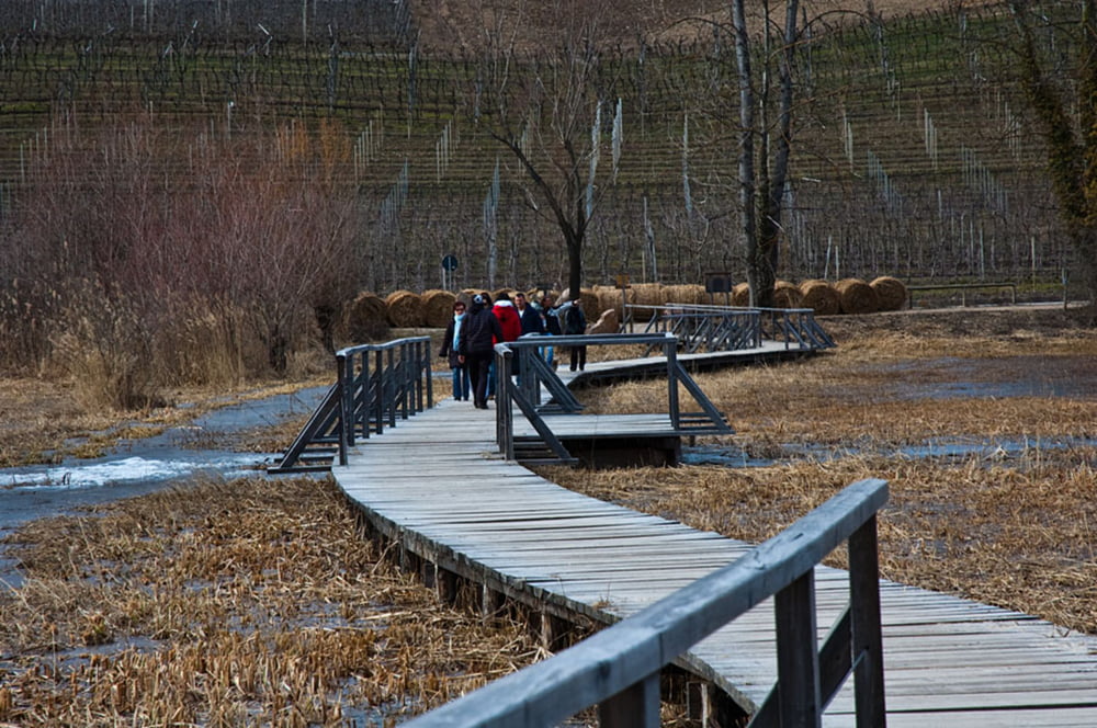 Spaziergang im Frühlingstal zwischen Kalterer See und Montiggler See