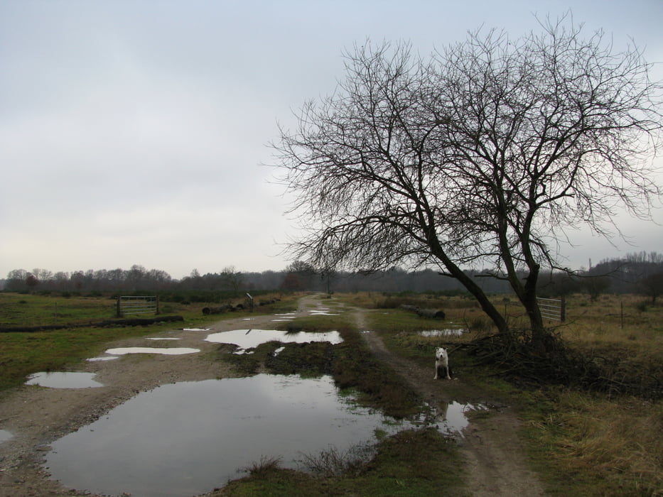 Von Rösrath durch die Wahner Heide