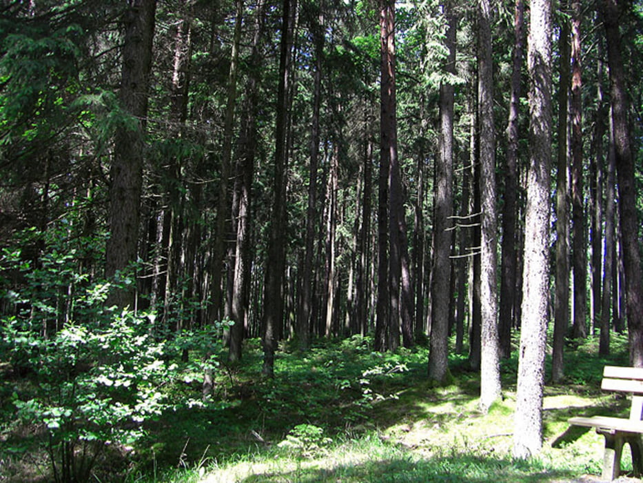Waldhäuser