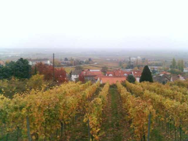 Spätherbst: nach der Weinlese     Weinpfad Pfalz