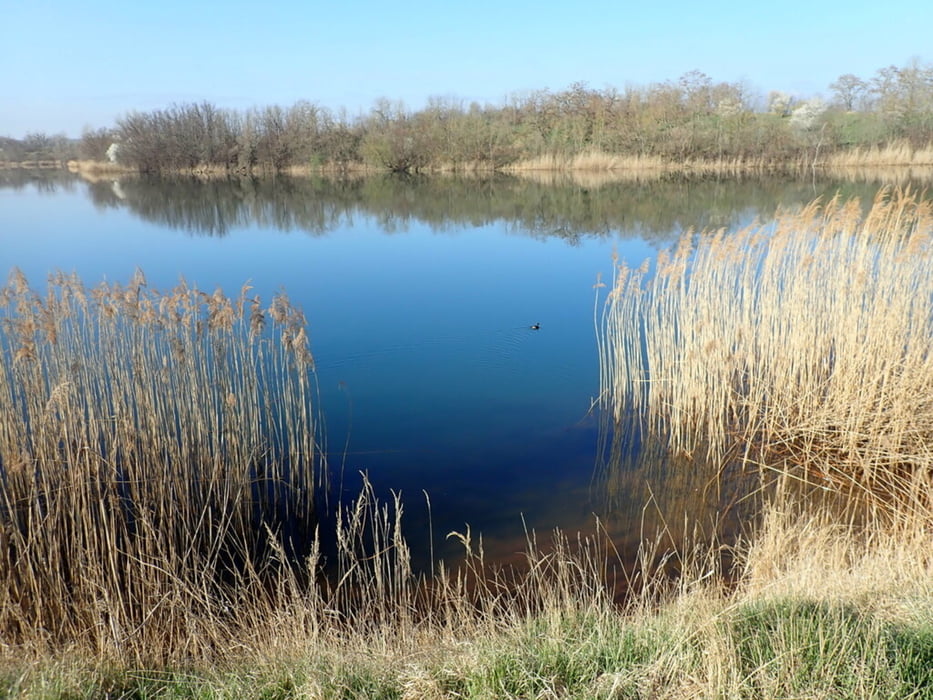 Löderburger See - Hecklingen - Weinbergsgrund - Adonisröschen