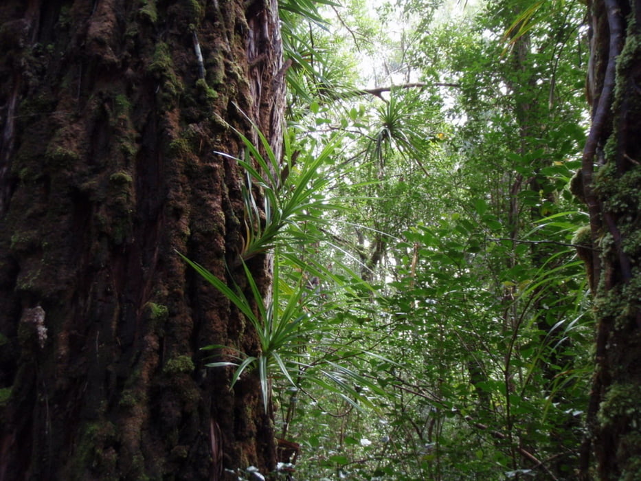 Wahinepe´e Hike