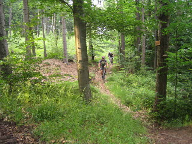 Kleine Trailrunde Würmtal - Wolfsgrubenweg