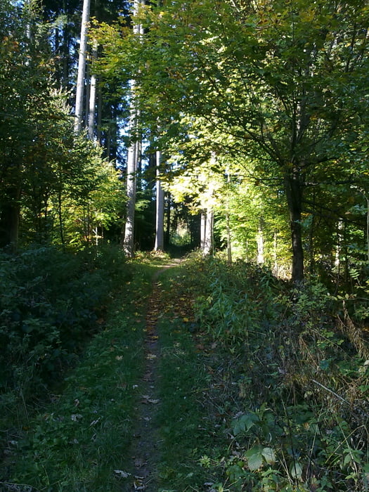 Biketour in den Wäldern von Villingen - Auerhahn 