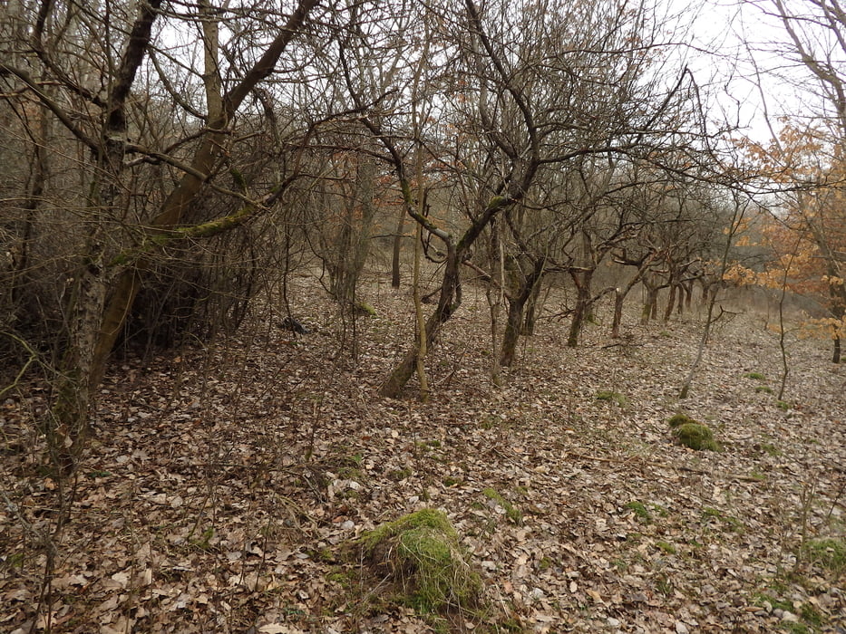 13/2019. Rozkoš