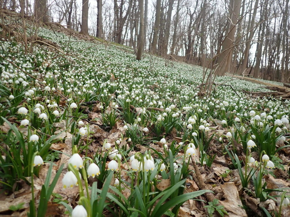 Märzenbecher im Zehling - Gegensteine - Ballenstedt