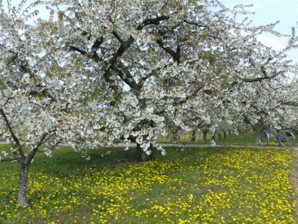 Obst, Feld, Wald und Fluß - Rundtour um Mainz