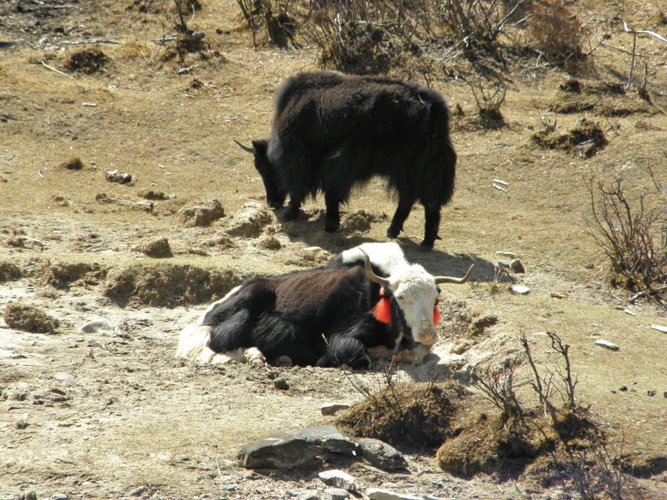  Trekking um den Jumolhari - 3. Etappe