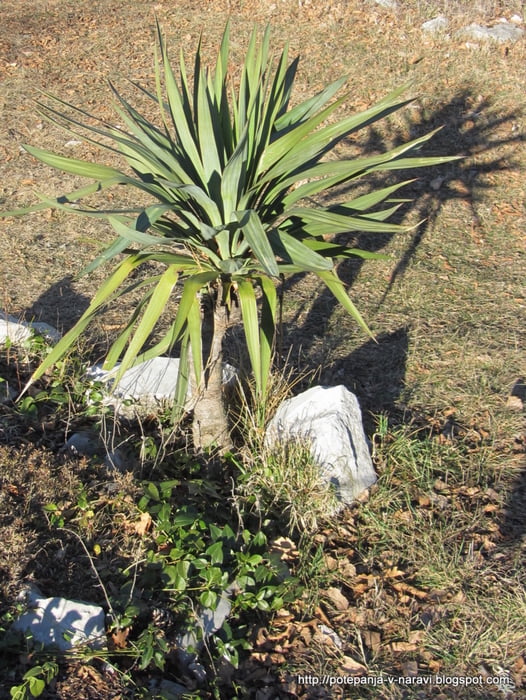 Kokoš in Veliko Gradišče