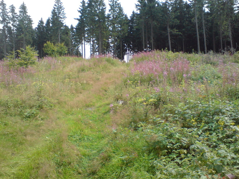 Rundweg Forschengereuth-Rödenquelle 1