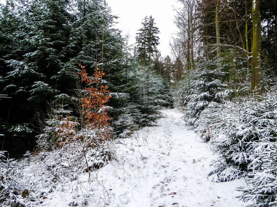 Saar-Hunsrück-Steig bei der Wildenburg