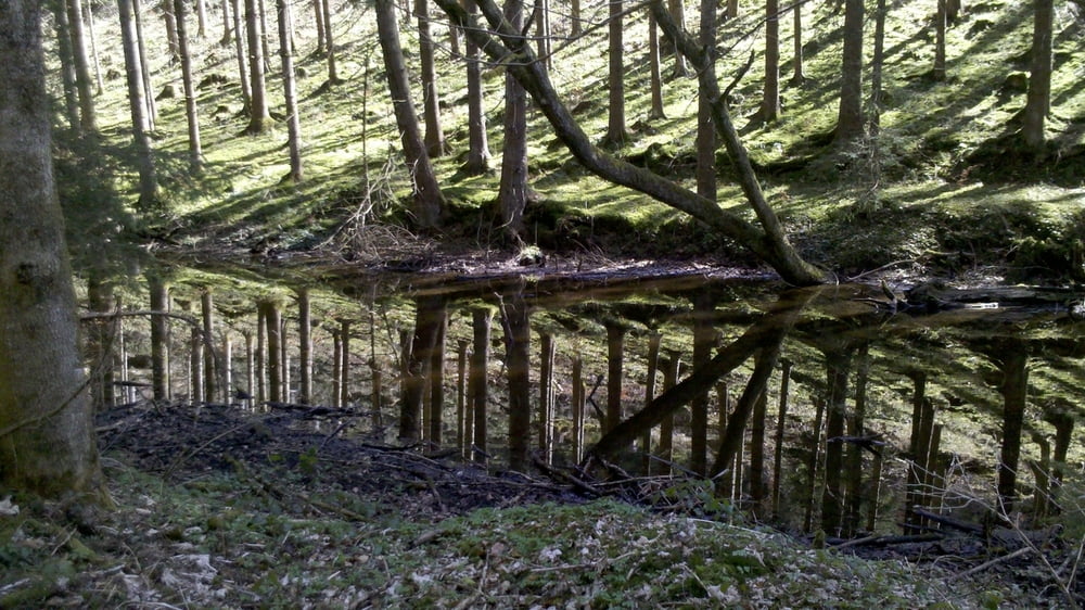 Über mehrere Weiher zum Kirchensee