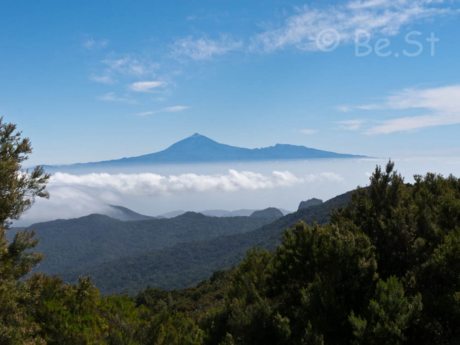 El Cedro