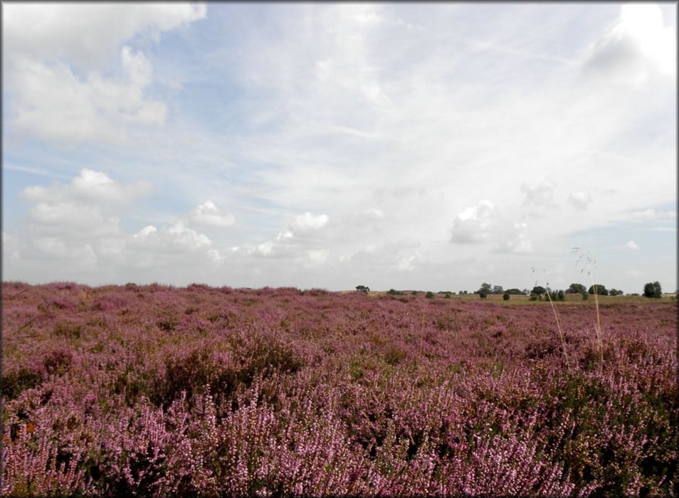 Rondwandeling Landgoed De Hamert